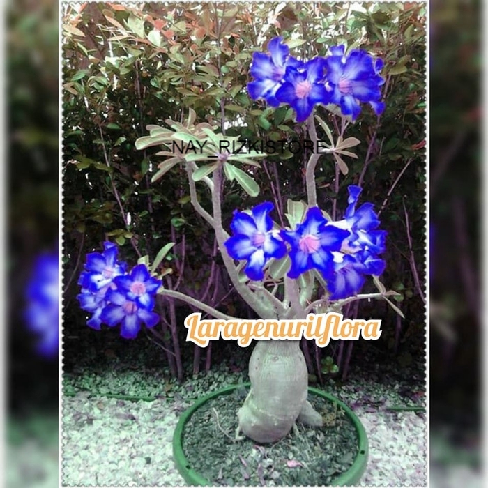 NEW bibit Bunga Kamboja adenium Jepang BLUE WHITE MAJESTY TREESTORE
