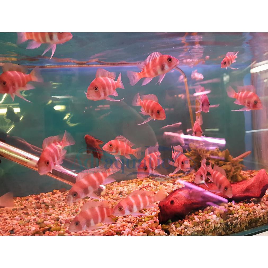 Terbaru (Bandung) Ikan Hias Frontosa Merah Red Cichlid Tanganyika Air Tawar