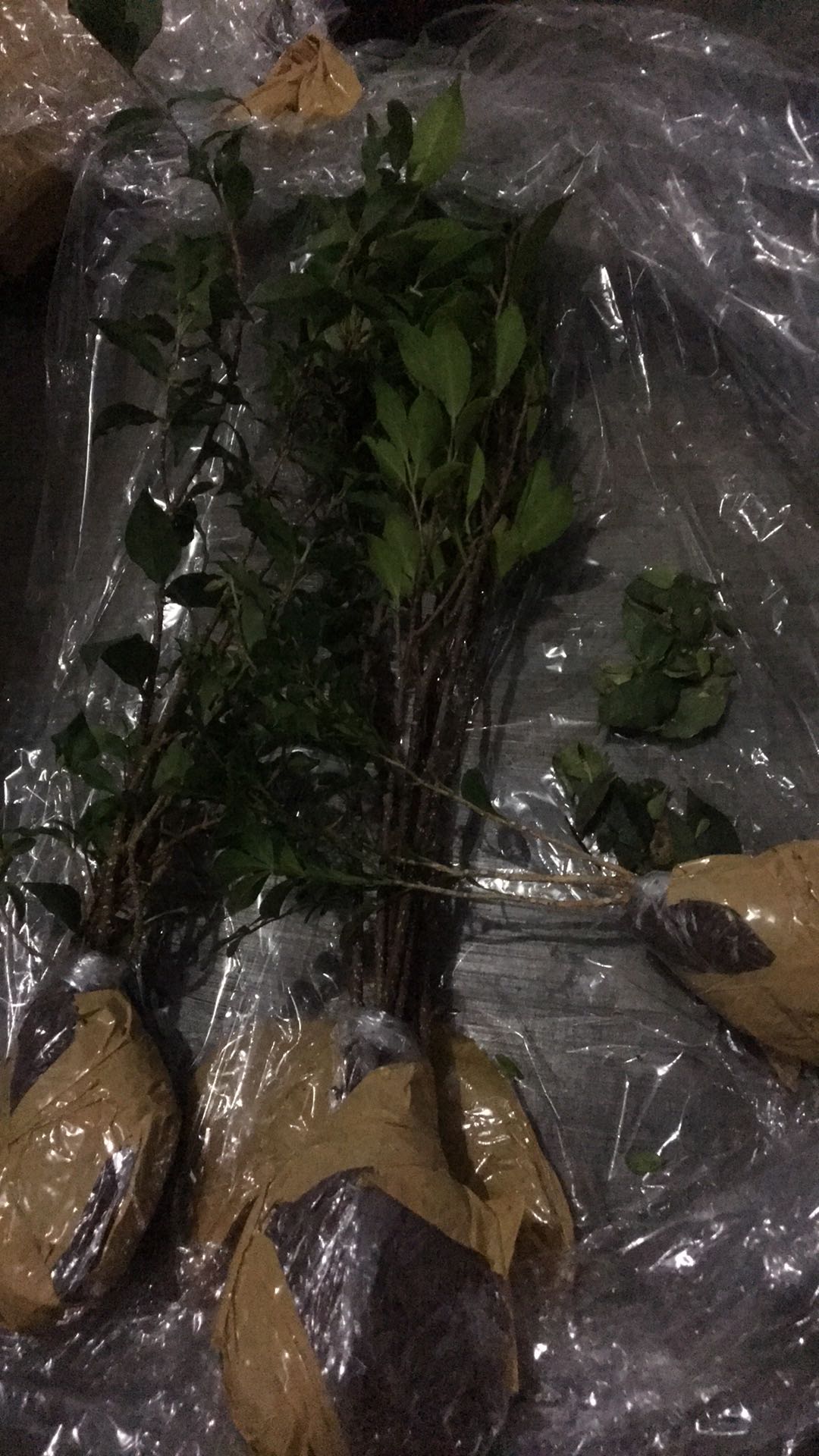 Bibit Beringin Kimeng Bahan Bonsai