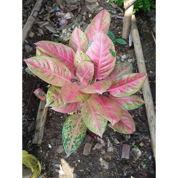 aglonema big roy rimbun/ big roy indukan/big roy berkwalitas / pusat