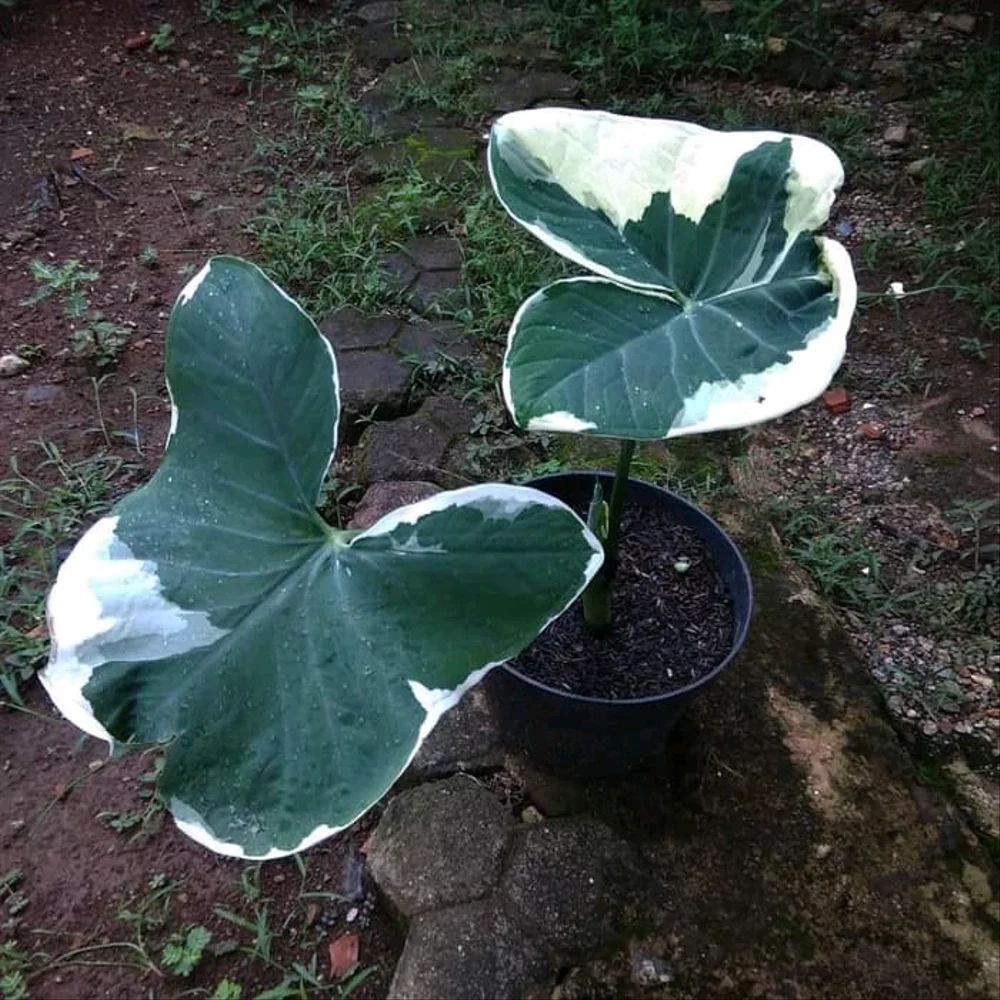Tanaman Hias Xanthosoma Albo Marginata Mickey Mouse Elephant Ear Shopee Indonesia