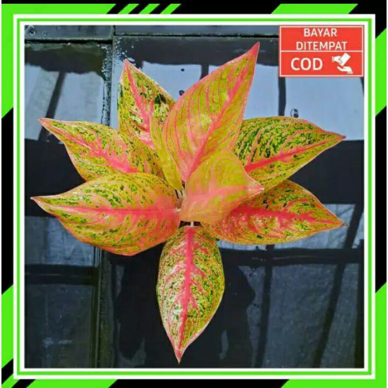 Aglonema Red Legacy/Legacy Merah (Remaja)