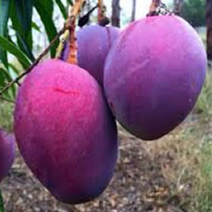 pnp Bibit pohon mangga irwin tinggi 1 meter spg