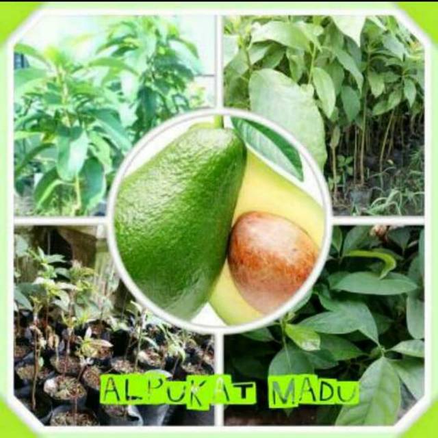 Bibit Tanaman Buah Alpukat Madu