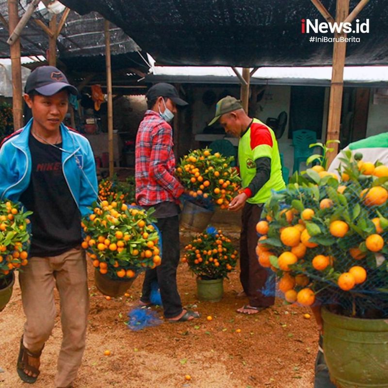 Bibit JERUK KIMKIT MADU sudah BERBUAH /berbunga |bisa ditanam dalam pot