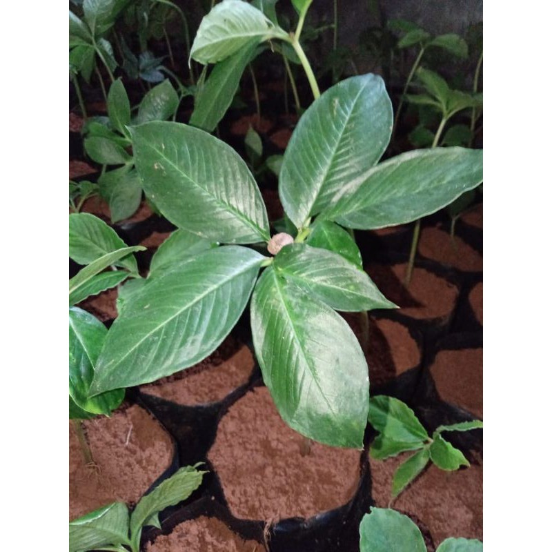 bibit porang ,bibit porang siap tanam harga termurah