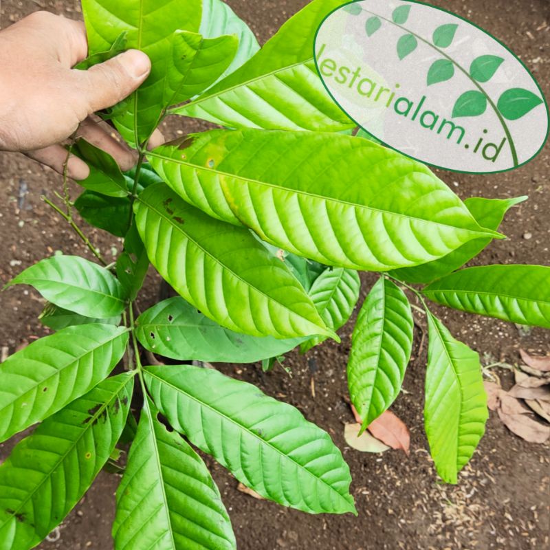 bibit kayu kamper bibit pohon kamper