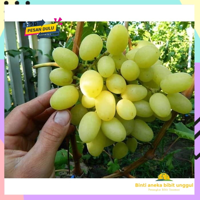 Bibit anggur import Landysh Grafting