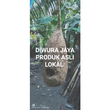 SARANG BURUNG LOVEBIRD GLODOK SARANG BURUNG MANYAR MURAI JUMBO