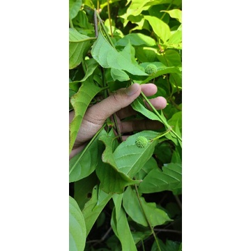 

daun Gambir / daun gambo asli babat Toman. (5 ons)