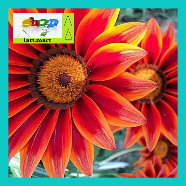 

Yu04Yts Benih / Seeds / Bibit Flower Gazania Splendens (Gazania) Yul0F40Ul