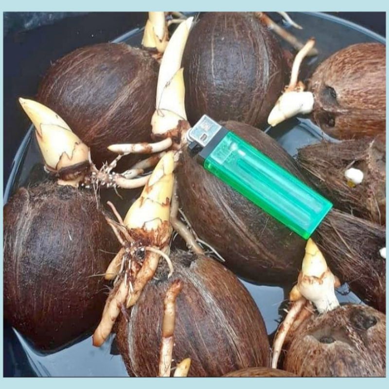 bonsai kelapa minion tunas pendek