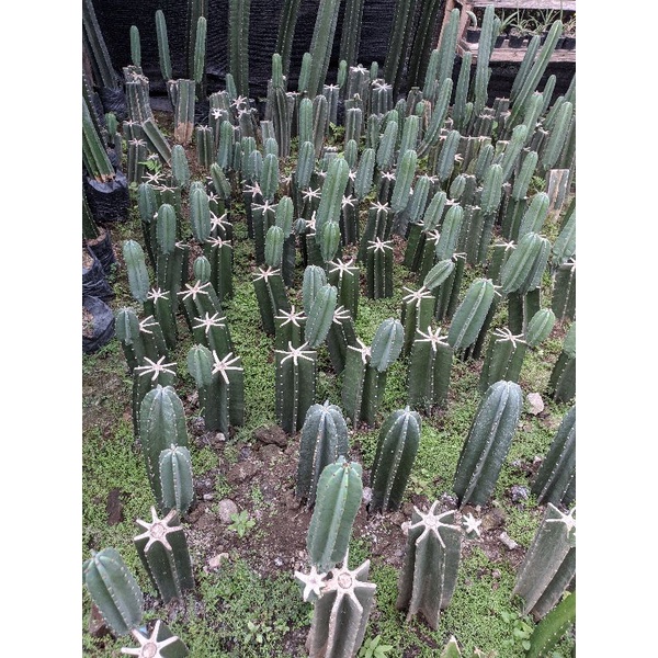 kaktus koboi belum akar