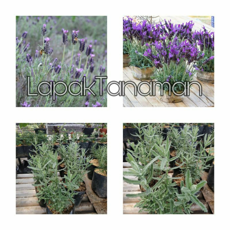 Tanaman Herbal Lavender French / Lavender Spanish Import