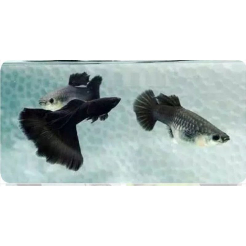 

black moscow paketan 2 jantan 4 betina
