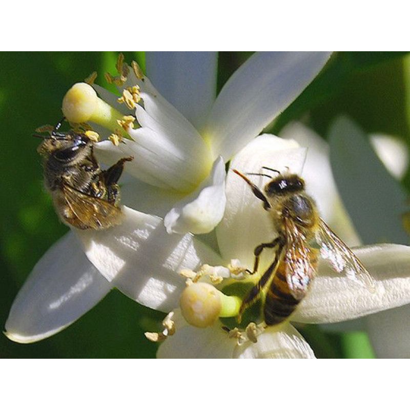 Madu murni Omah tawon nektar bunga kopi 1 Liter