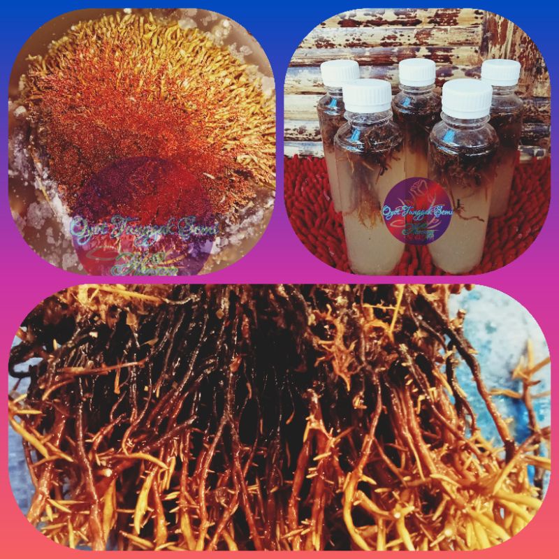 Biang jamur jakaba,jamur keberuntungan abadi