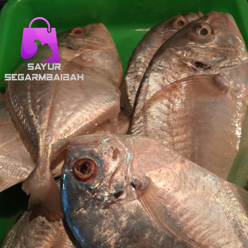 ikan kuwe segar