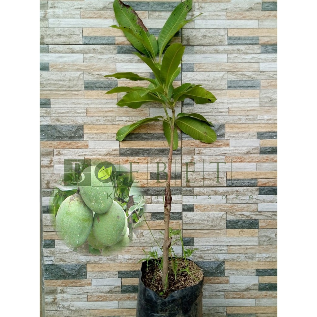 Bibit Mangga Manalagi/Tanaman Mangga Manalagi Okulasi(Jaminan Original)