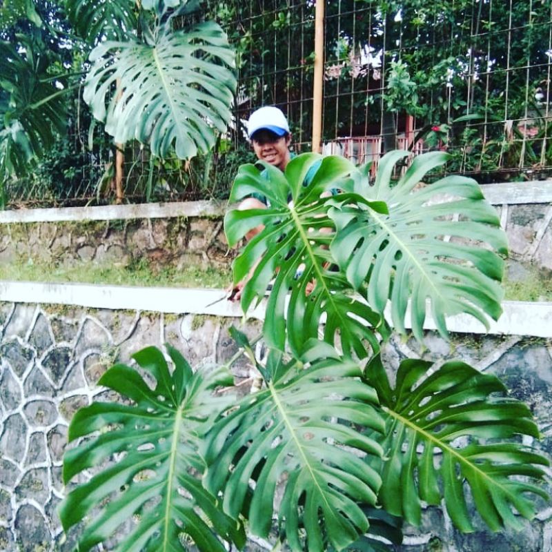monstera deliciosa king tanaman hias murah monstera philodendron deliciosa king