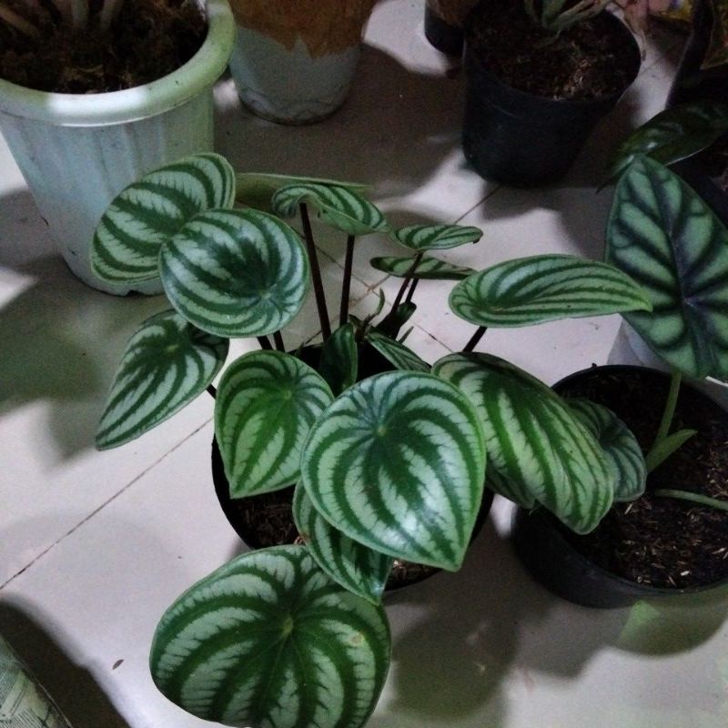 peperomia watermelon jumbo