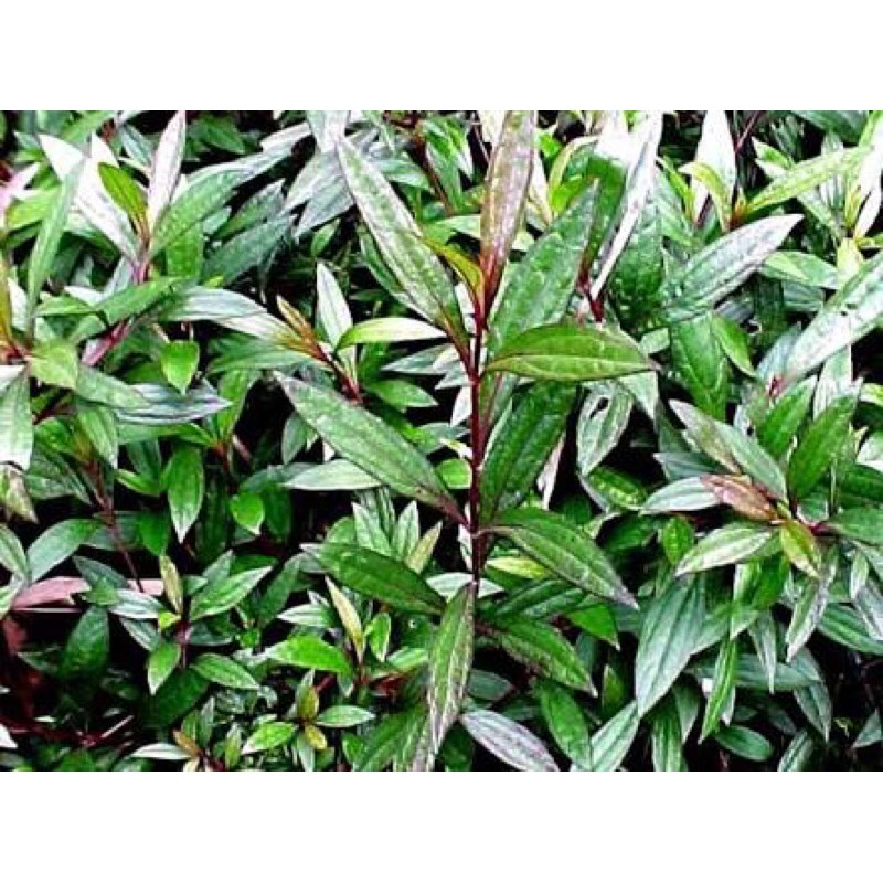 

daun prasman fres 500gr