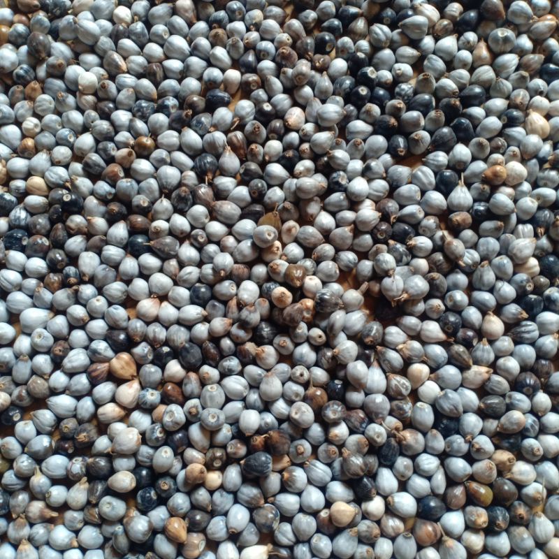 

BIJI JALI / BIJI HANJELI
