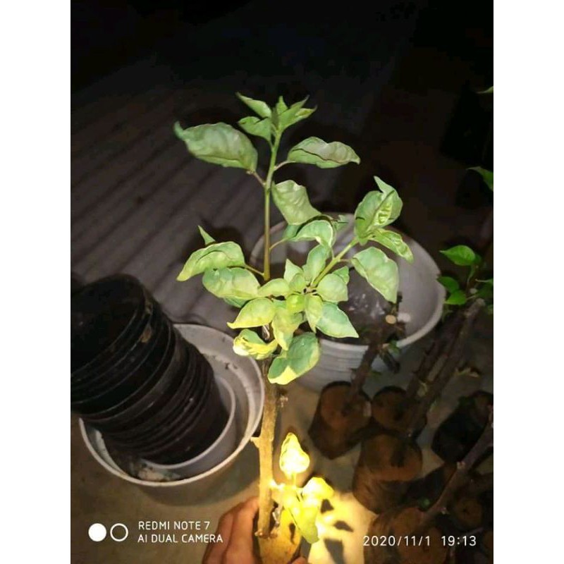 Bougenville Anggur Merah Sambung Pucuk // Bougenvil Anggur Bunga Merah