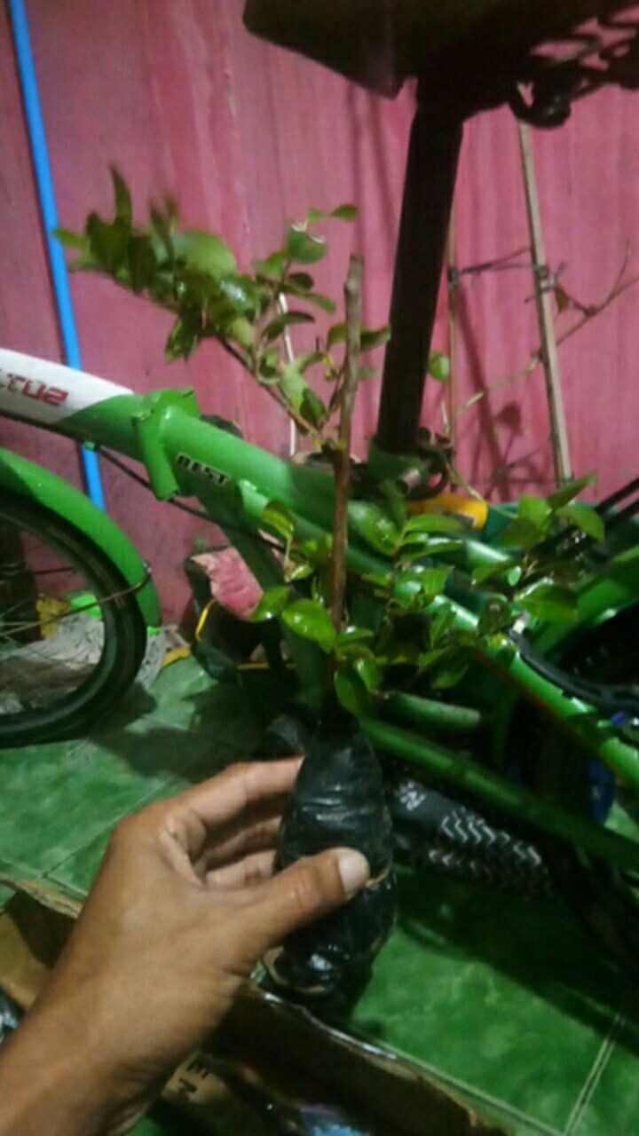 Tanaman Bunga Sakura Lokal Pink