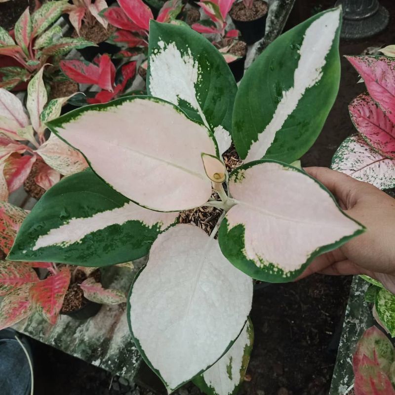 bonggol aglonema kochin sutra