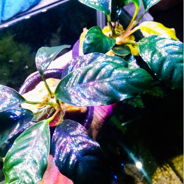 

Anubias cofee