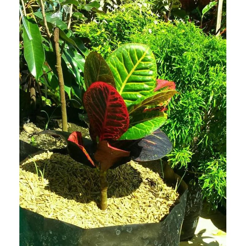 Jual Bibit Tanaman Hias Puring Worten Beauty - Benih / Biji / Bibit k7i