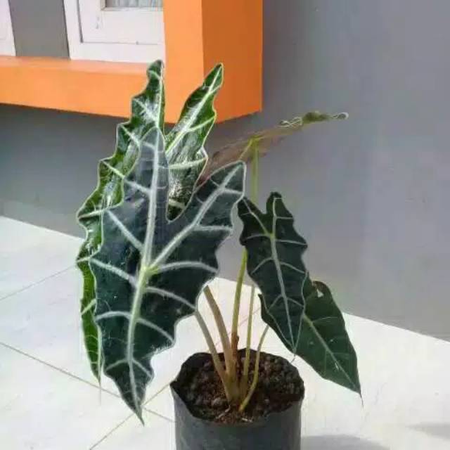 Tanaman Hias Keladi Tengkorak Alocasia Tengkorak Amazon Keladi Amazon Shopee Indonesia