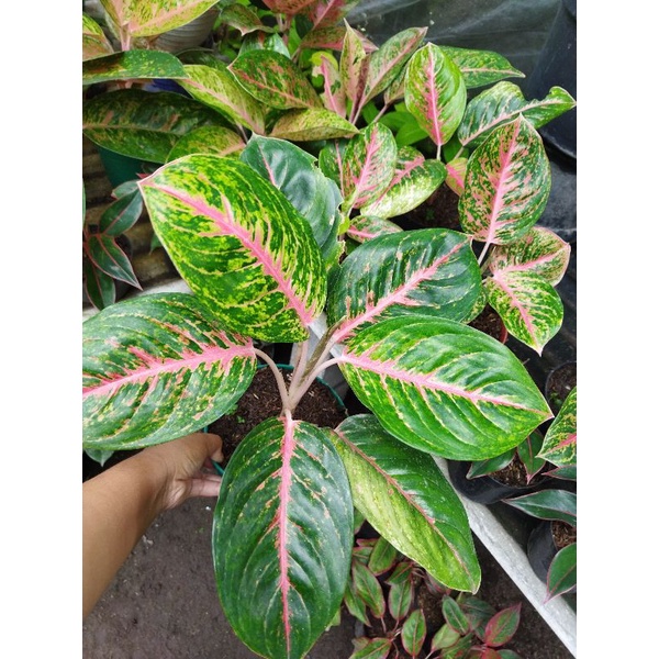 aglonema bigpapa indukan