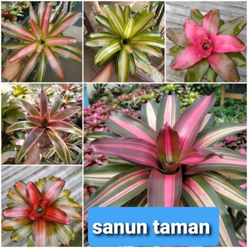promo paket 6 tanaman bromelia - tanaman hias bromelia termurah