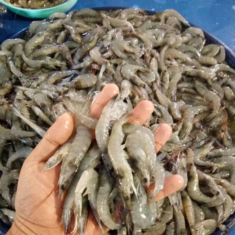 

udangsizekecil