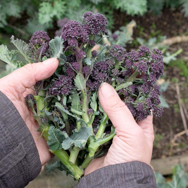 Benih Bibit Biji - Broccoli Sprouting Early Purple Brokoli Ungu Seeds - IMPORT