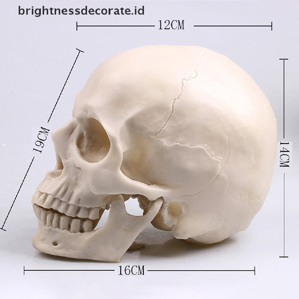 Model Tengkorak Manusia Bahan Resin Warna Putih 1: 1 Untuk Dekorasi Halloween