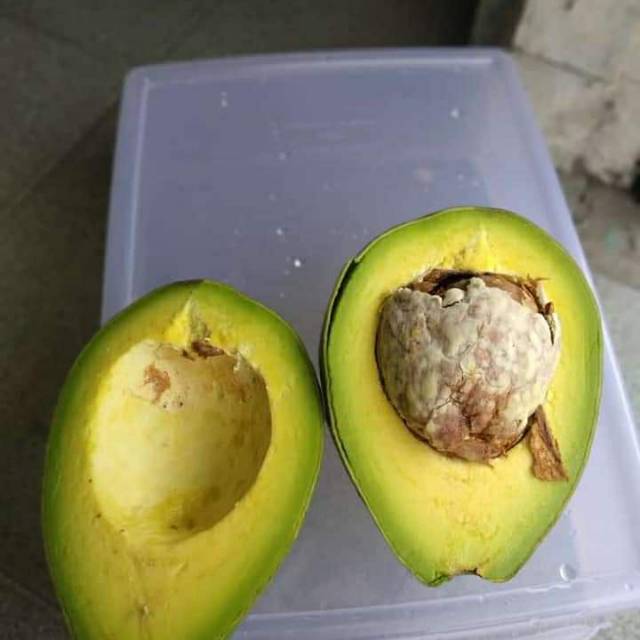 

Buah Alpukat Mentega