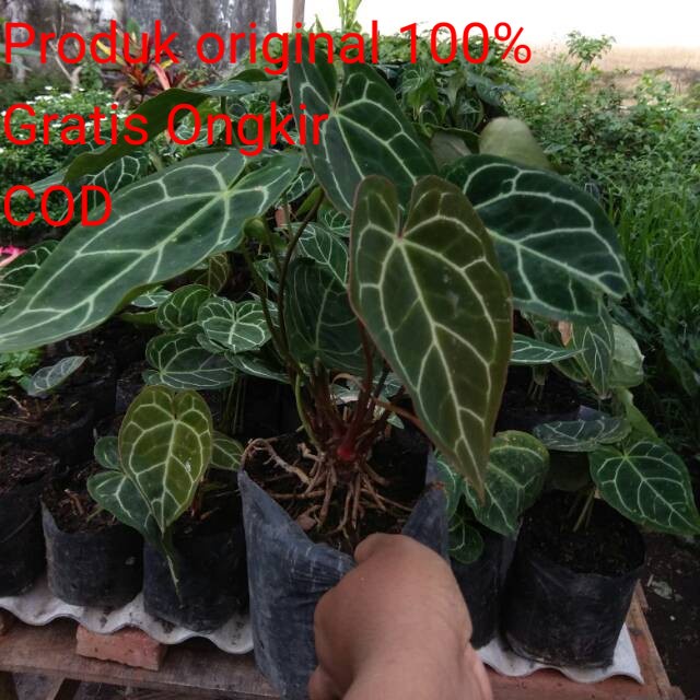 Tanaman Hias Bunga  Kuping Gajah Mini Murah rimbun