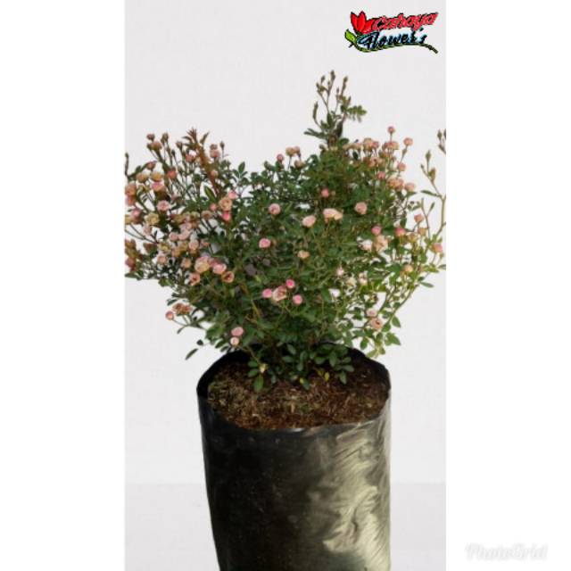 BABY ROSE / MAWAR KECIL / MAWAR MURAH /BUNGA MURAH