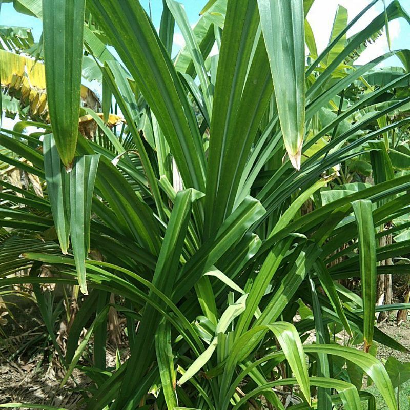 

daun pandan