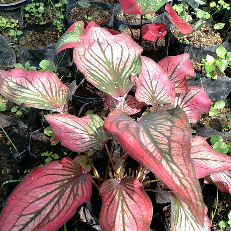 Keladi infinity / Caladium infinity / bibit keladi infinity