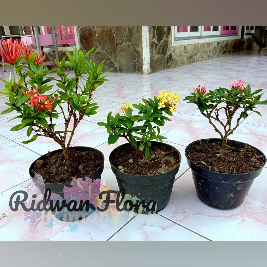 Paket 3 Asoka - Asoka Orange - Asoka Kuning - Asoka Pink - Tanaman outdoor