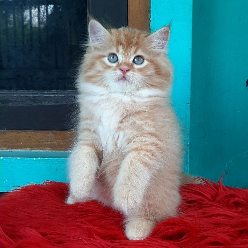 KUCING KITTEN PERSIA MIX MAINECOON USIA 2,5 BULAN LUCU JOSS