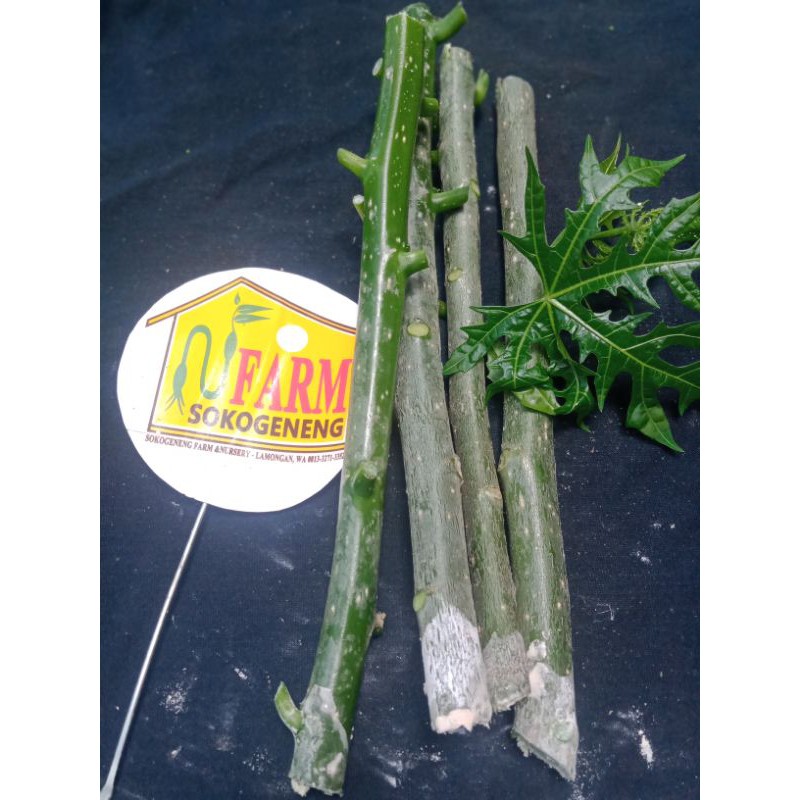 

bibit cutting stek pepaya jepang pepaya sayur gedhi