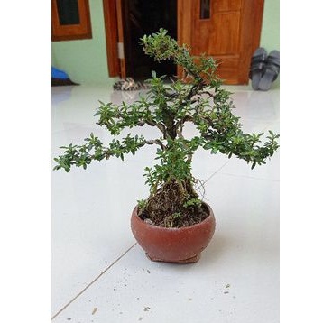 Bonsai seribu bintang mikro