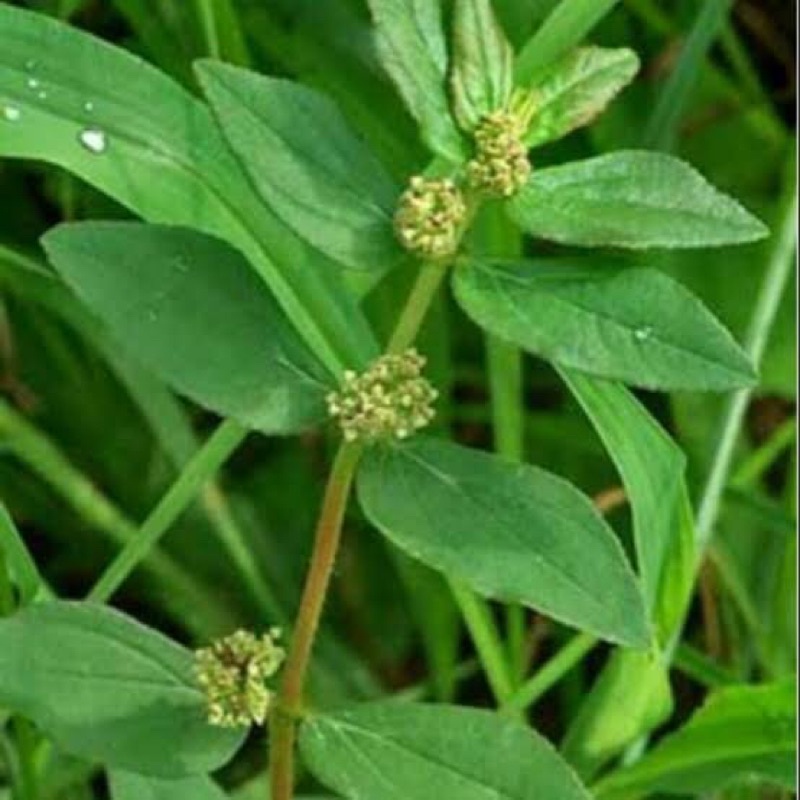 

daun patikan kebo segar