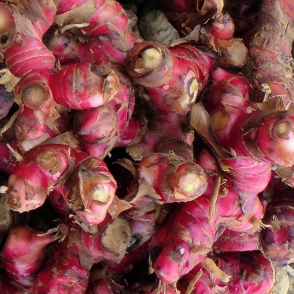 JAHE MERAH 50 KAPSUL / Vertigo, Migren, Alergi Debu &amp; Dingin, Kesehatan Otak, Awet Muda dll.