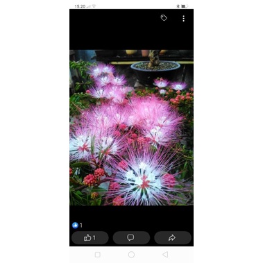 kaliandra sulimaraja